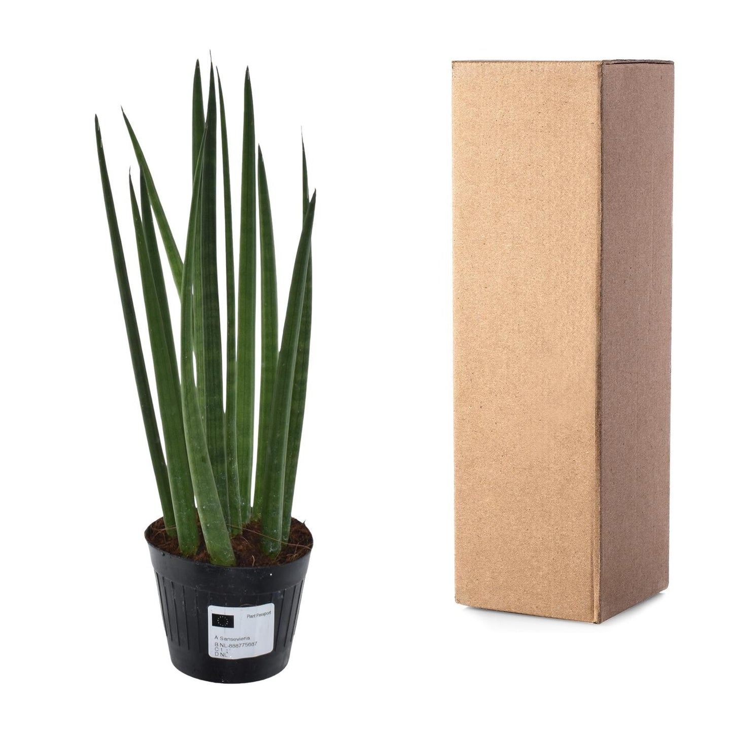 Sansevieria cylindrica Bacularis – Mikado kamerplant – pot Ø10,5 cm – stijve zwaardvormige bladeren"