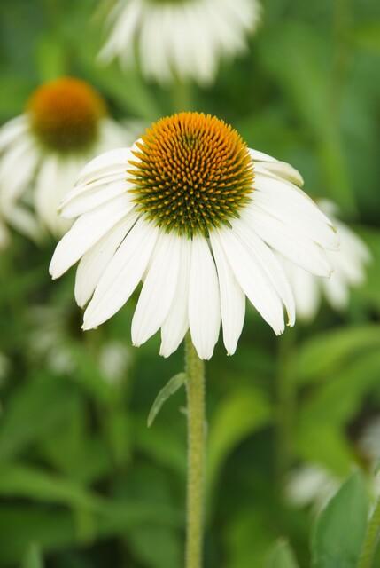 Echinacea purpurea 'White Swan' witte zonnehoed bloeiend in de tuin – Ø9 cm, 10–25 cm hoog