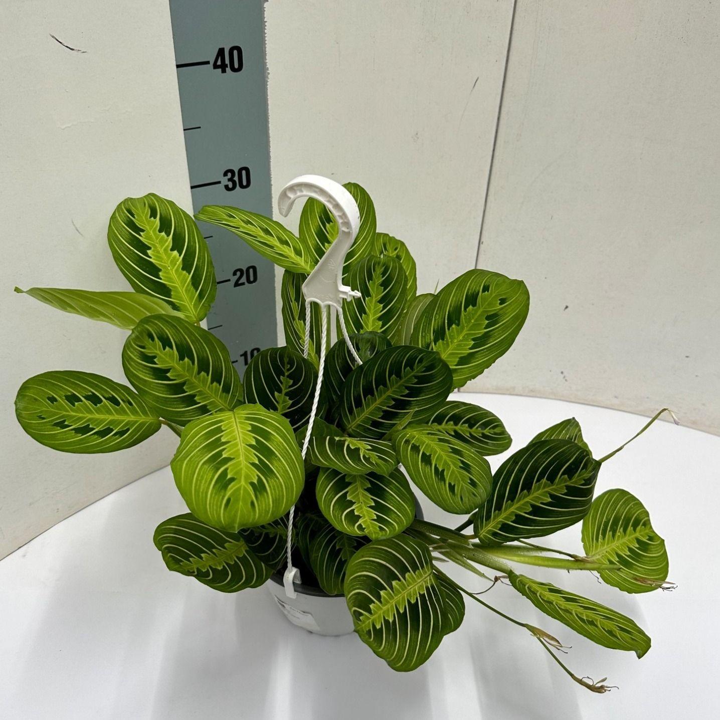 Maranta Leuconeura Fascinator Lemon Lime hangplant in hangpot Ø15 cm, 40 cm lang