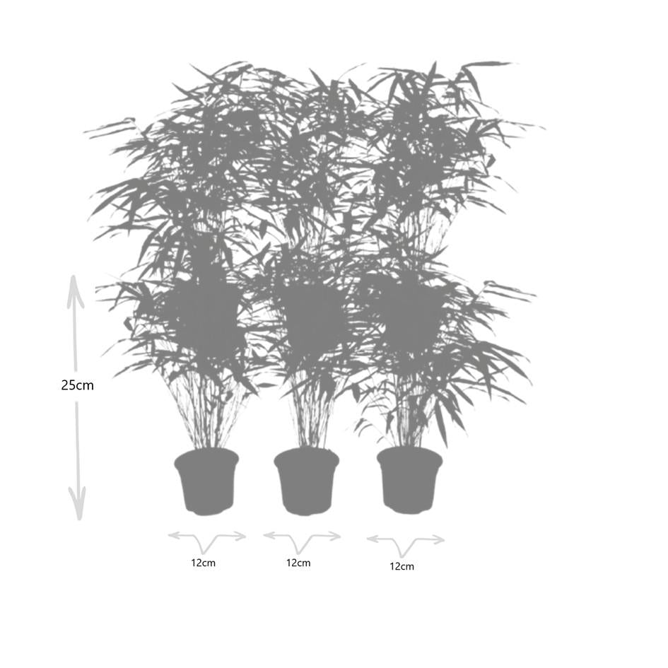 Fargesia rufa Buitenplant | Bamboe