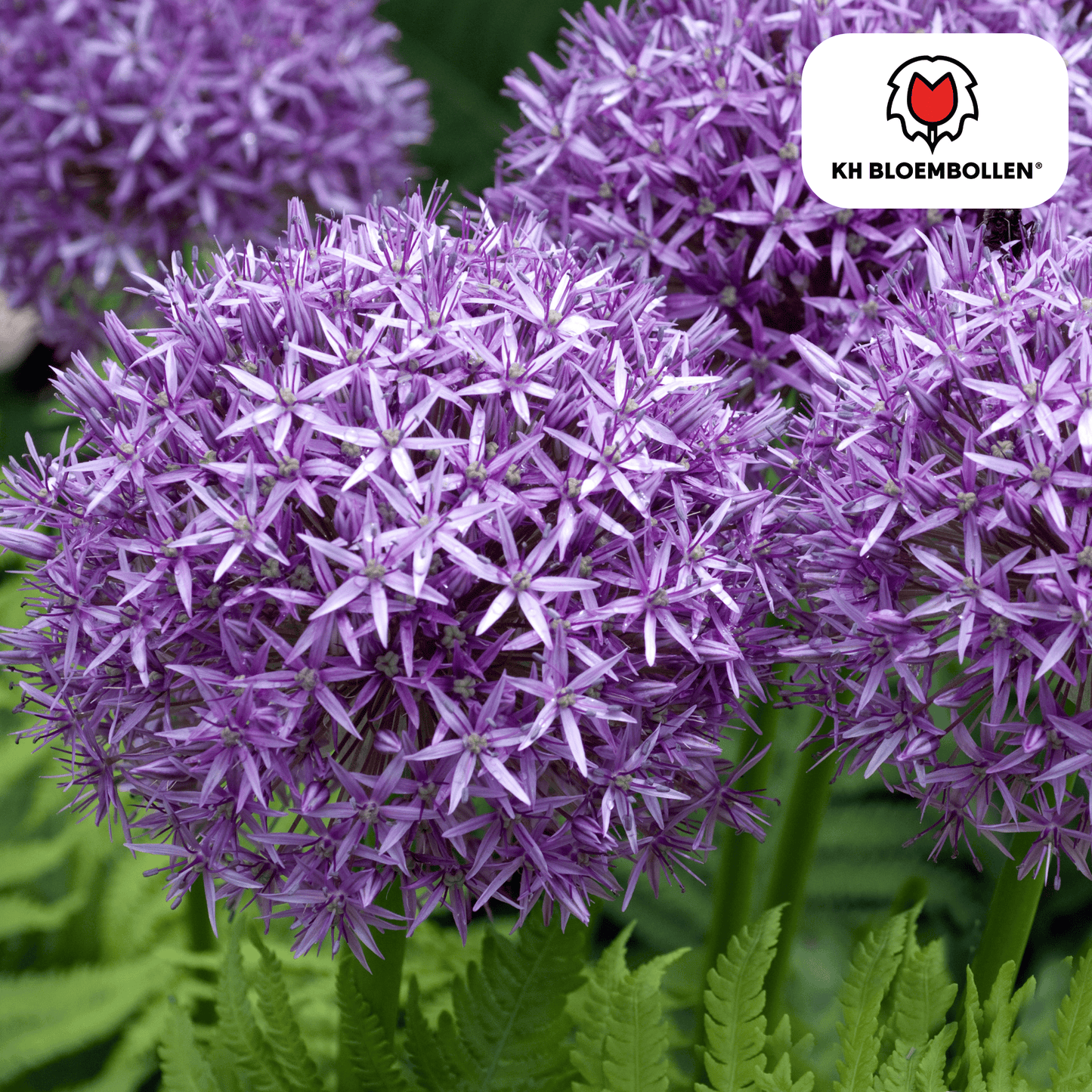 Allium Globemaster bollen kopen, Allium bijen en vlinders, bolvormige bloemen tuin