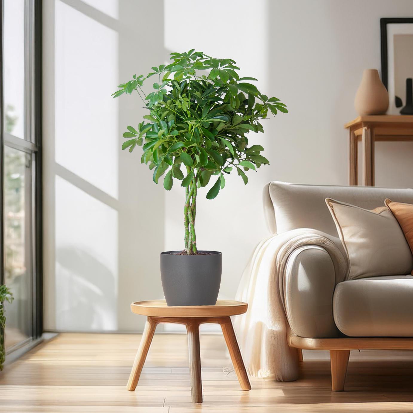 Schefflera Arboricola Nora Vingerplant in grijze Viber pot – 70 cm hoog