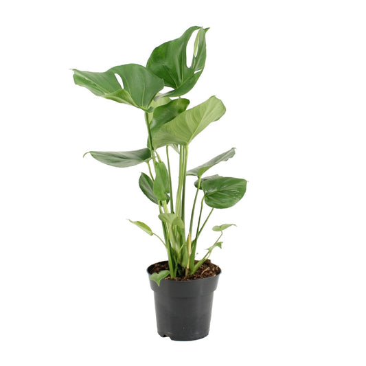 Monstera Deliciosa (Gatenplant / Swiss Cheese Plant) in pot Ø17cm – glanzende bladeren met karakteristieke gaten, hoogte ±60cm, ideale tropische kamerplant voor halfschaduw.
