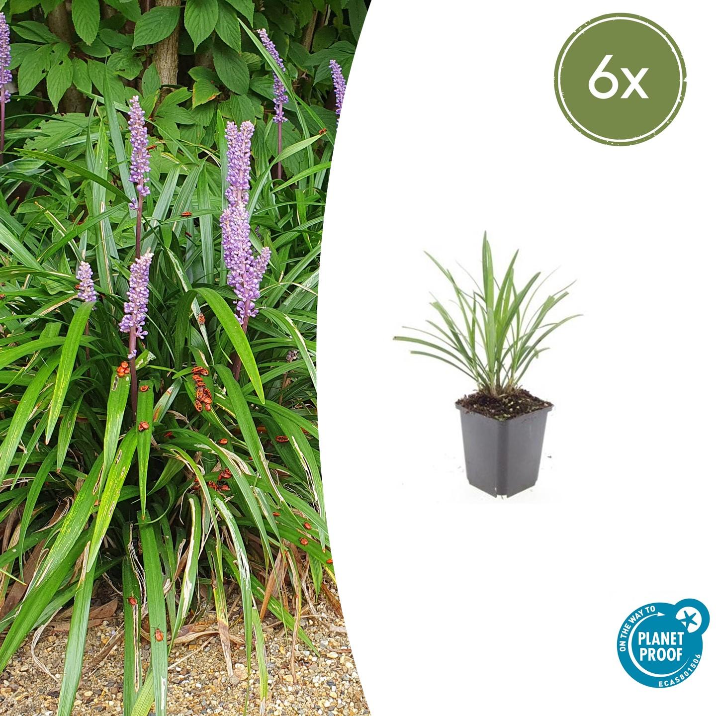 Liriope muscari ‘Ingwersen’ Buitenplant | Leliegras
