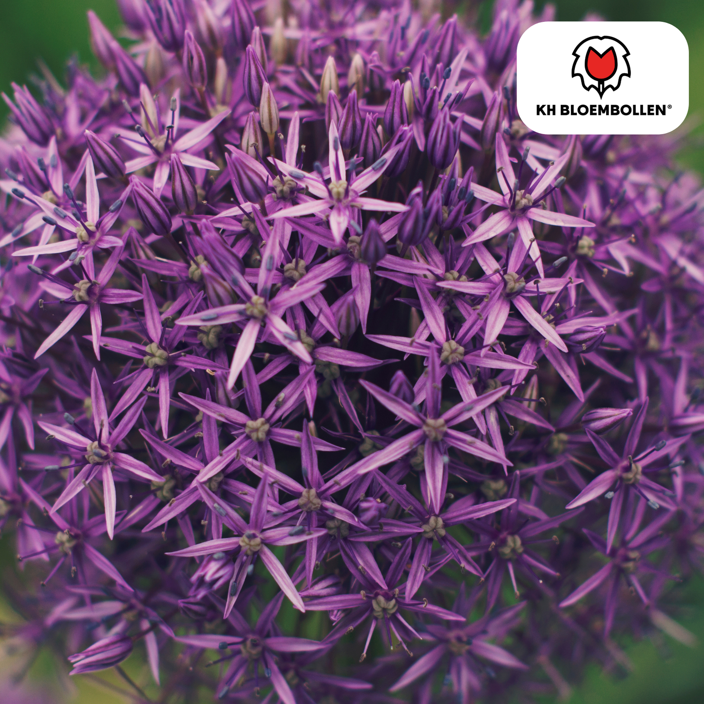 Allium Globemaster met grote paarse bolvormige bloemen in bloei. Planttoday
