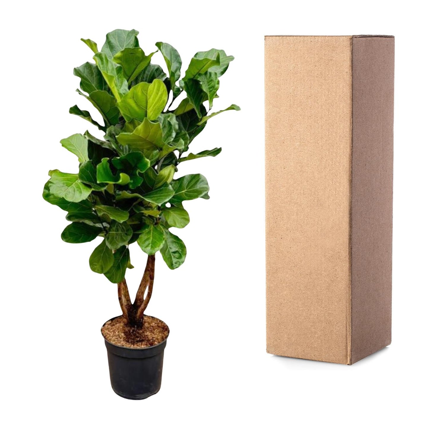 Ficus Lyrata 2 meter – gezonde vertakte stam en donkergroene bladeren