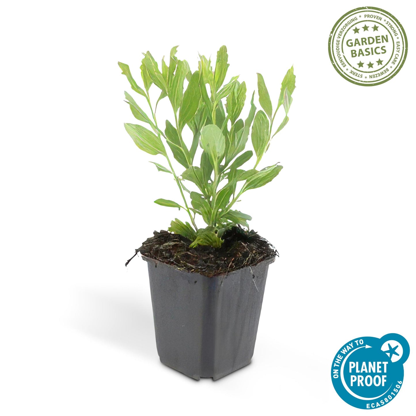 Aster ageratoides ‘Ashvi’ met witte bloemen, 50–70 cm hoog, winterharde tuinplant in volle zon