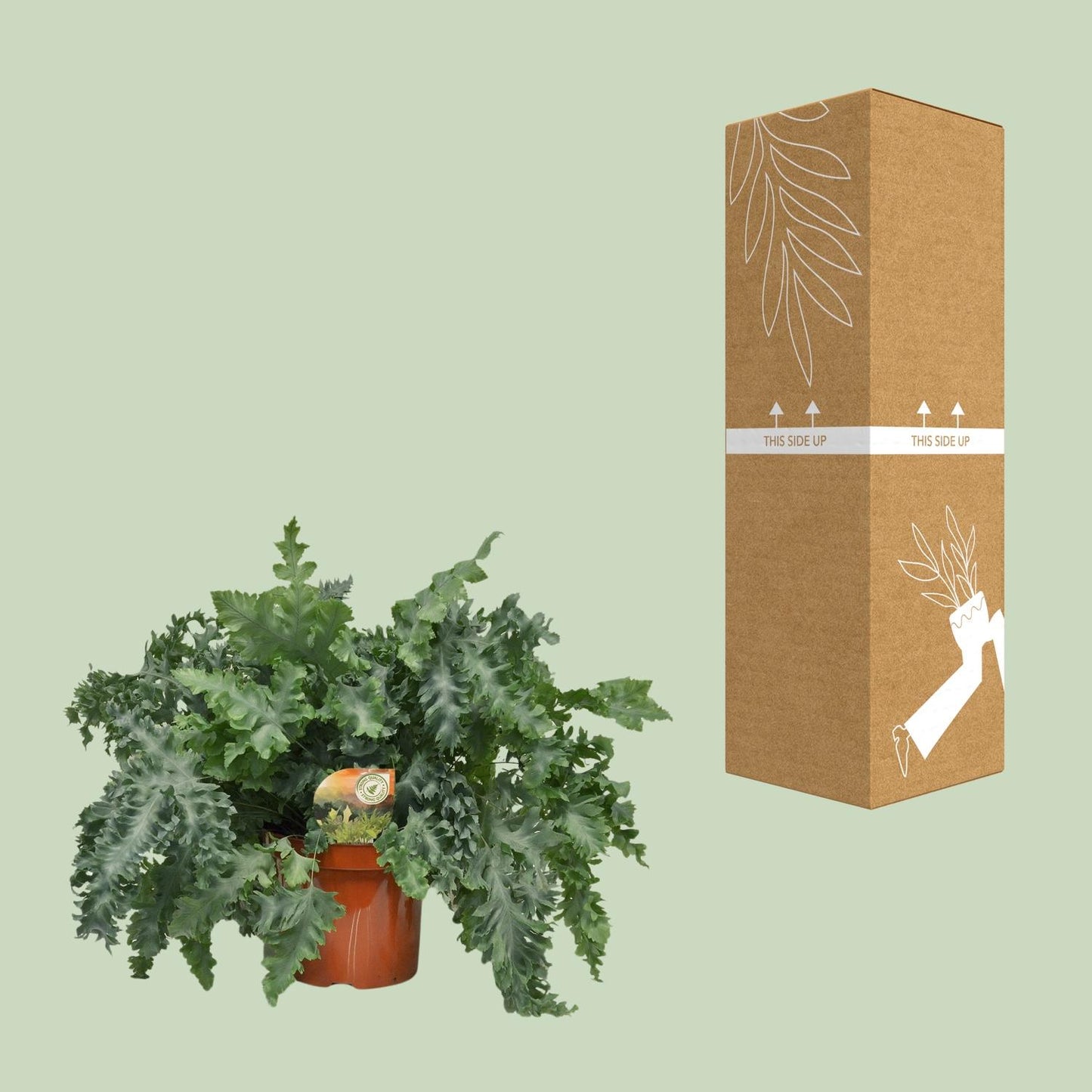 Phlebodium Davana – Gouden eikvaren met Ø26 cm pot en gouden bladeren, hoogte 60 cm