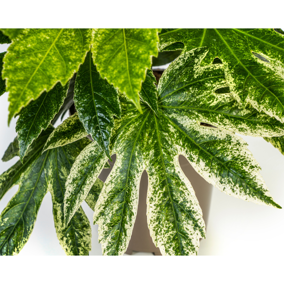 Fatsia Japonica Spider's Web