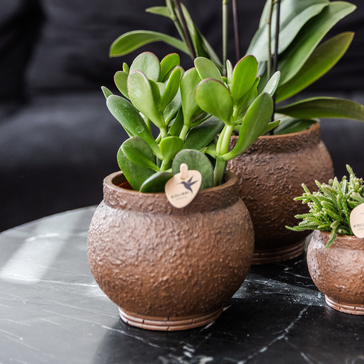 Kolibri Greens | set van 4 succulenten - groene planten - potmaat Ø9cm