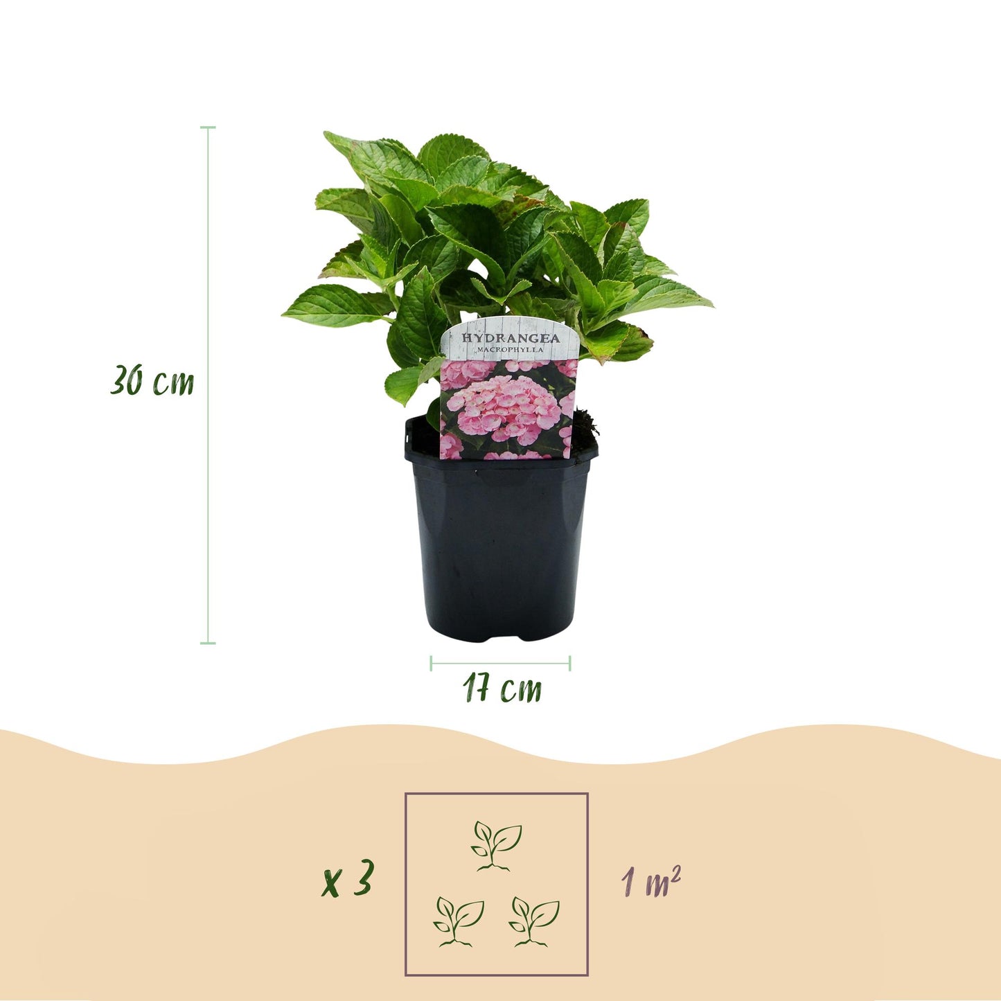 Hydrangea macrophylla Roze – hortensia met grote bolvormige roze bloemen – ideaal voor tuin, border of pot