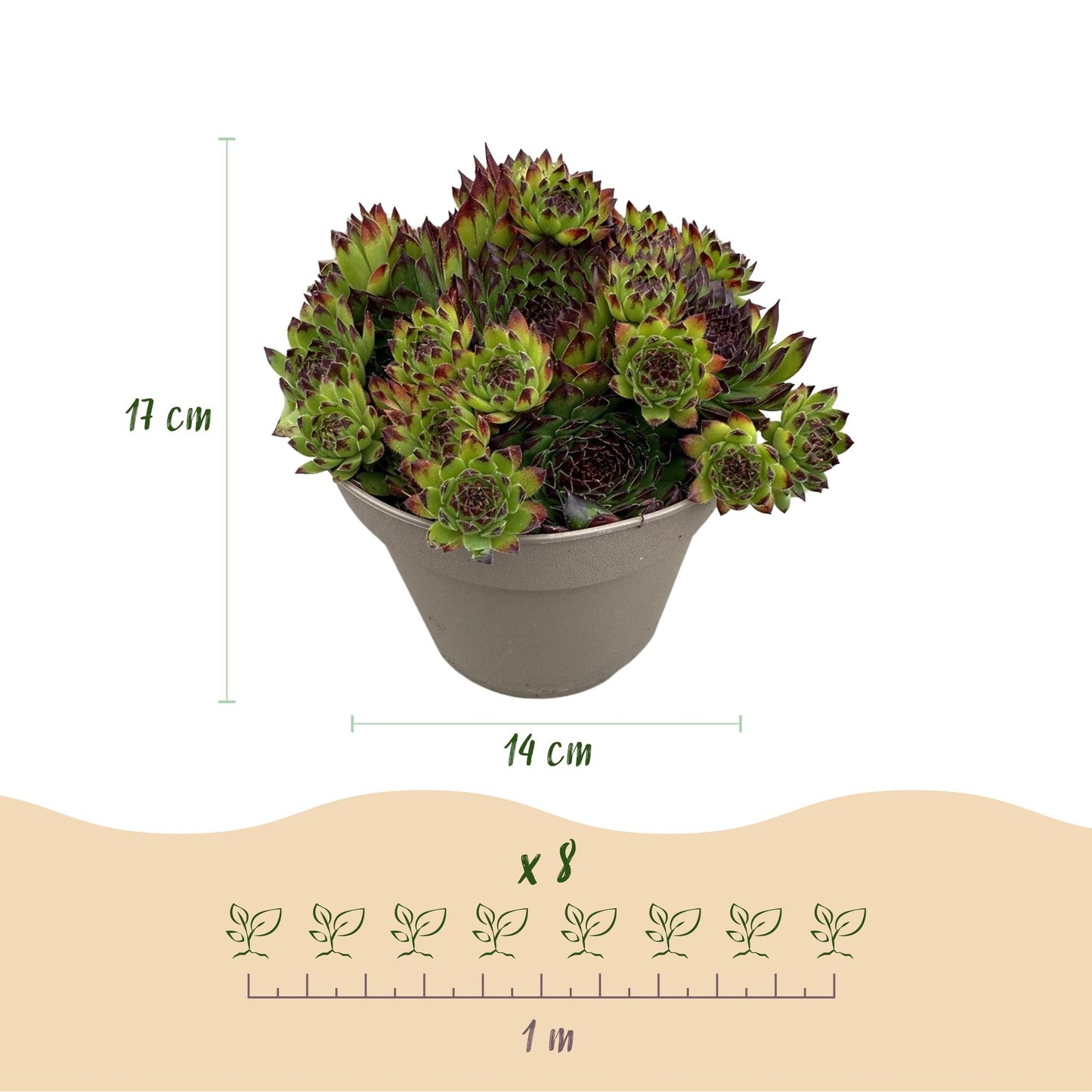 Sempervivum Mix
Sempervivum kopen
Huislook planten
Bodembedekker winterhard