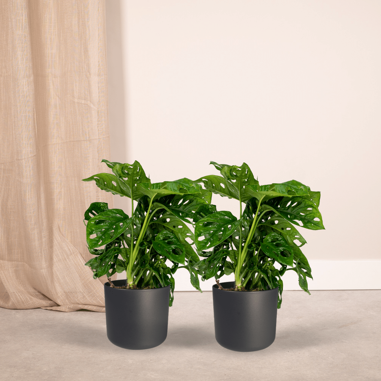 2x Monstera Monkey Leaf (Gatenplant) – kamerplant met unieke gaten en open bladranden – pot Ø12 cm, hoogte ca. 30 cm – onderhoudsvriendelijke binnenplant