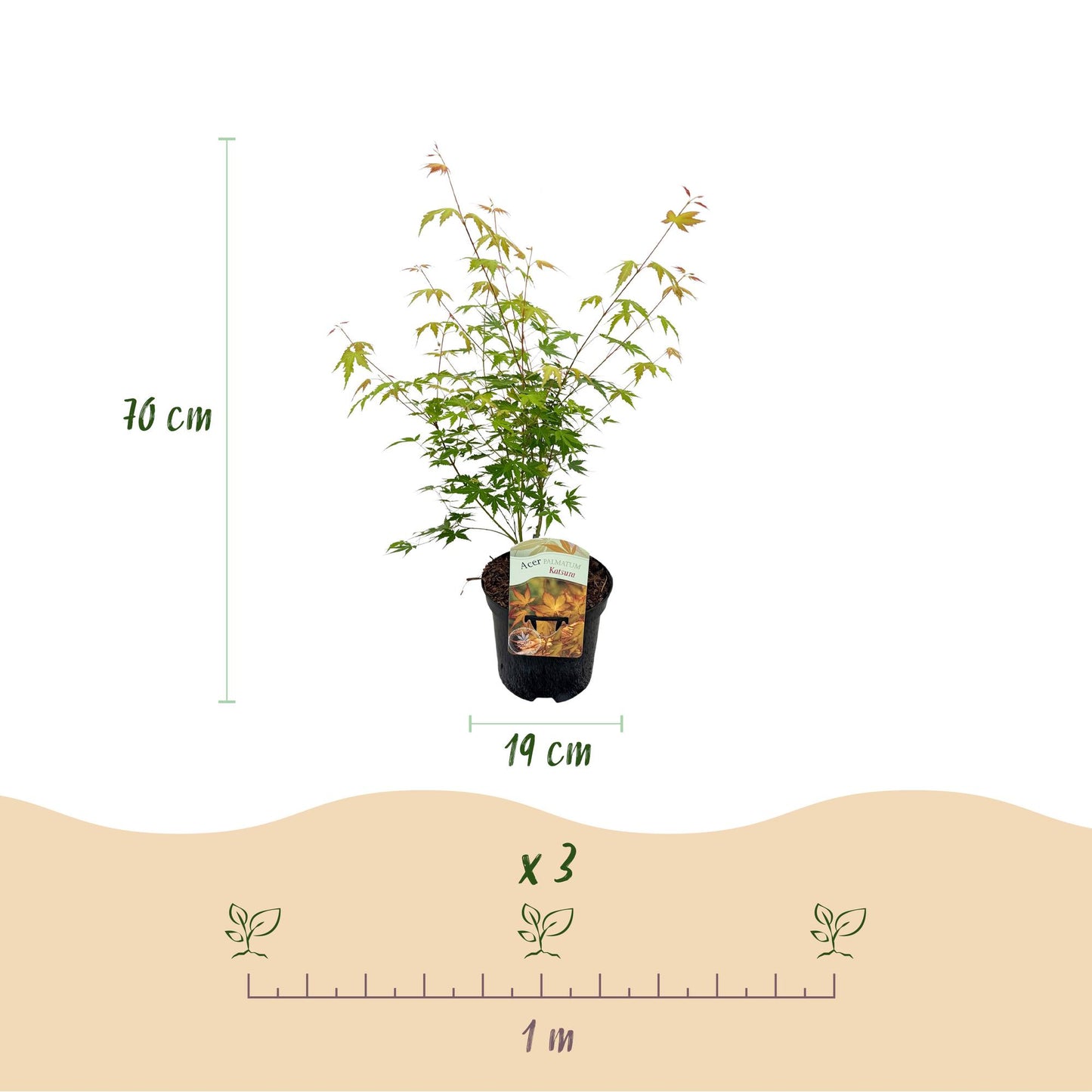 Japanse Esdoorn - Acer palmatum Katsura - Oranje - 2 Planten - Bladverliezend - Pot 19cm Hoogte 70cm