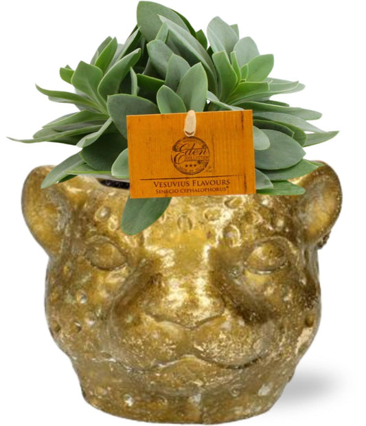 Senecio Cephalophorus - Sukkulente - Ø10,5cm - ↕15cm + Pflanzgefäß Leopard D12x9,5cm - Gold