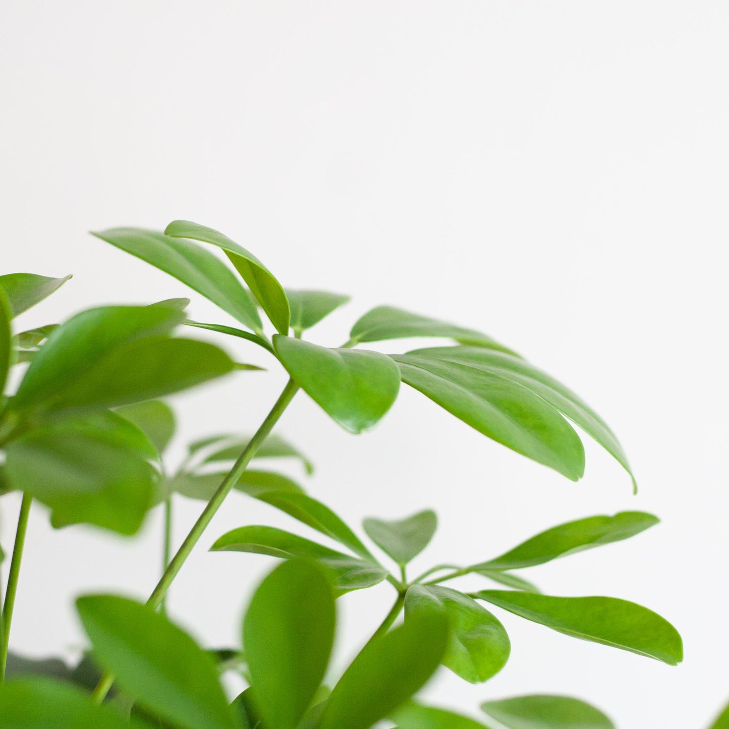 Schefflera Arboricola Nora Vingerplant in grijze Viber pot – 70 cm hoog