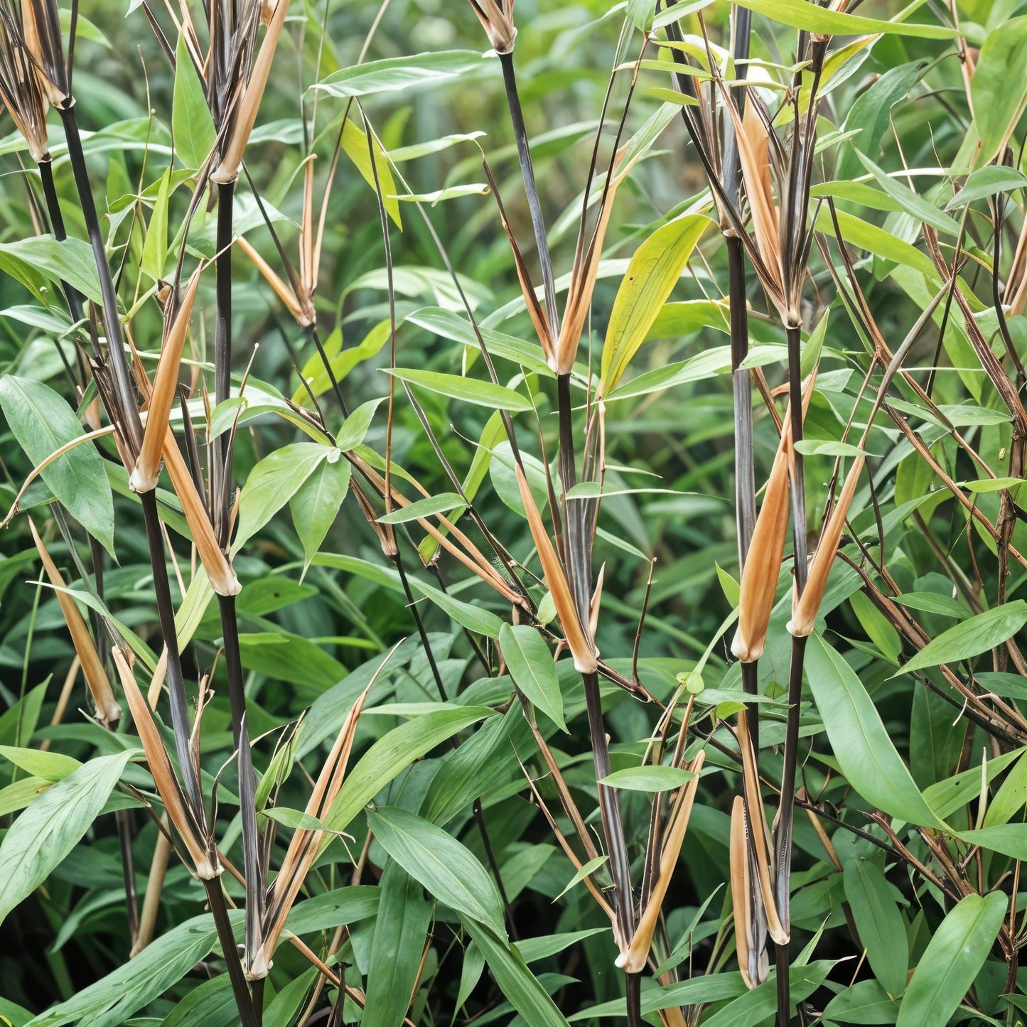 Bamboe Fargesia Black Dragon – 2 Planten