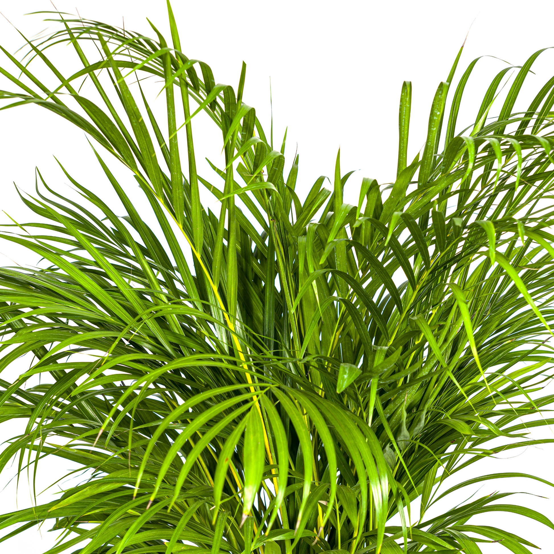 Dypsis Areca Lutescens (Goudpalm) met veerachtige groene bladeren in mand Ø24 cm, hoogte 120–140 cm