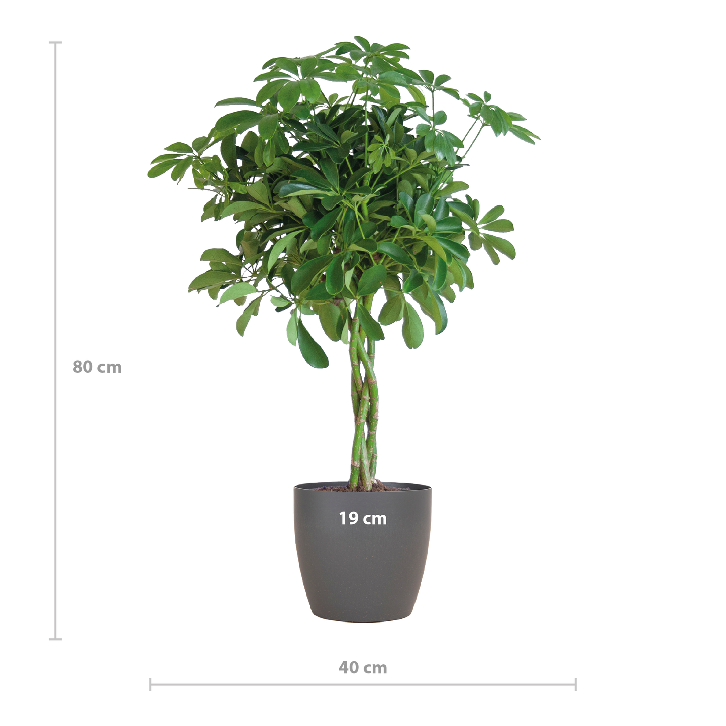 Schefflera Arboricola Nora Vingerplant in grijze Viber pot – 70 cm hoog