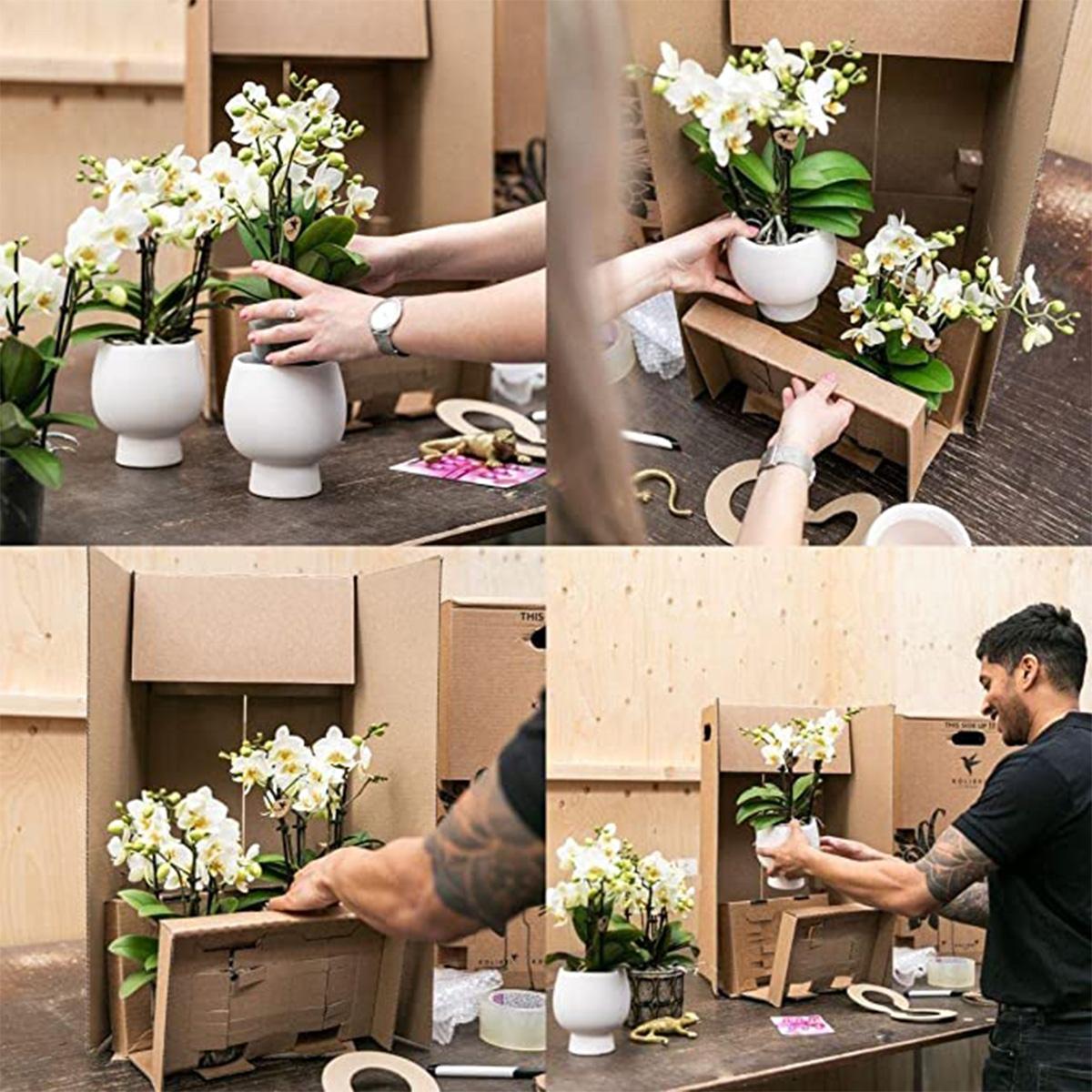 Roze paarse Phalaenopsis orchidee - El Salvador + Luxury gouden sierpot