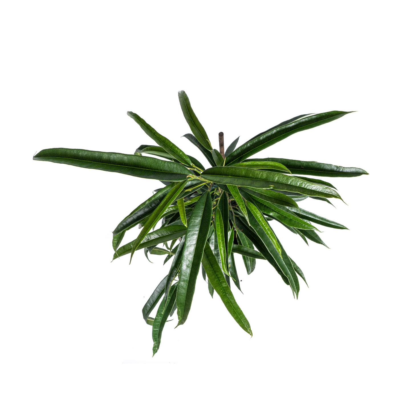 Ficus Binnendijkii Alii | Elegante Kamerplant