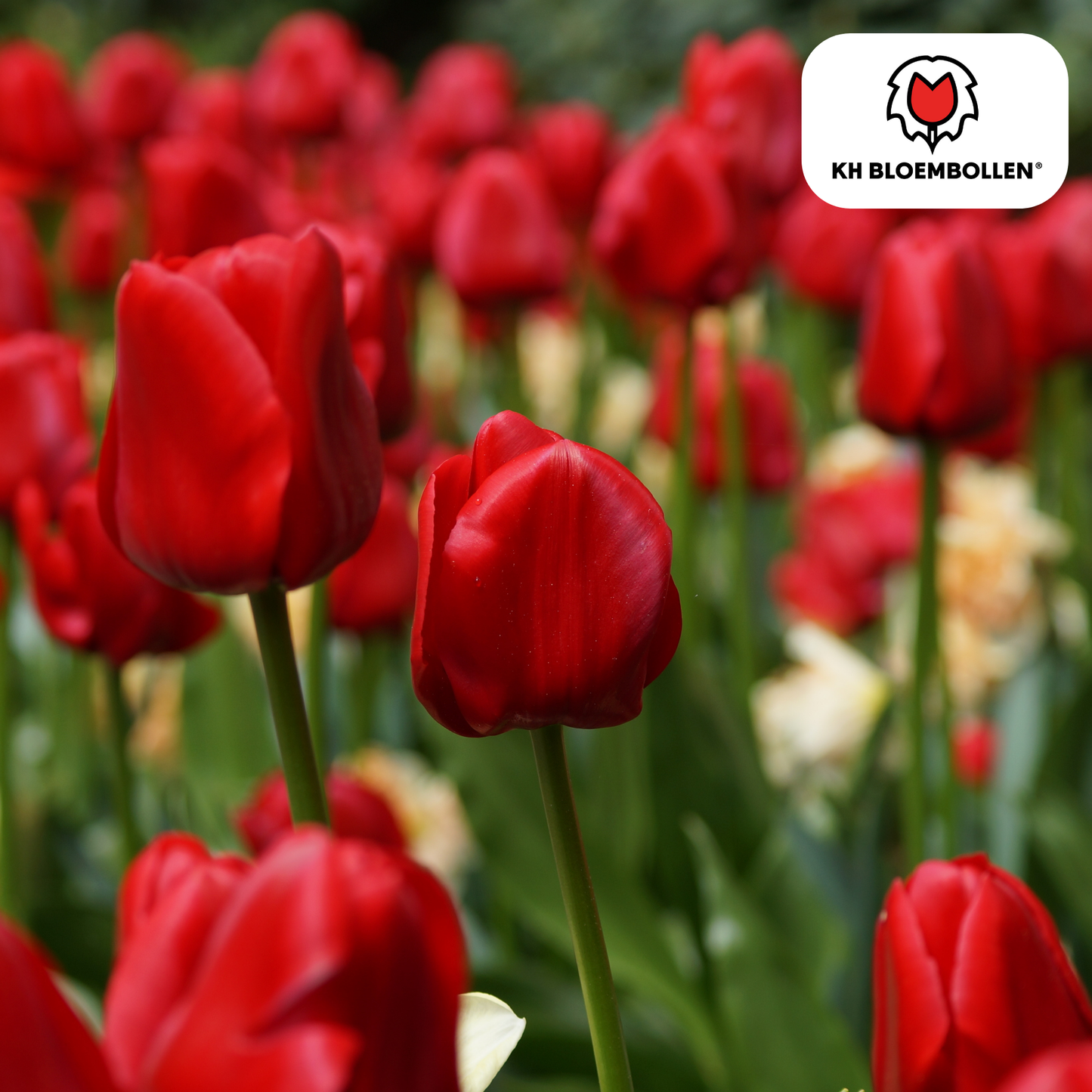 Ile de France tulpenbollen 20 stuks verpakt – KH Bloembollen