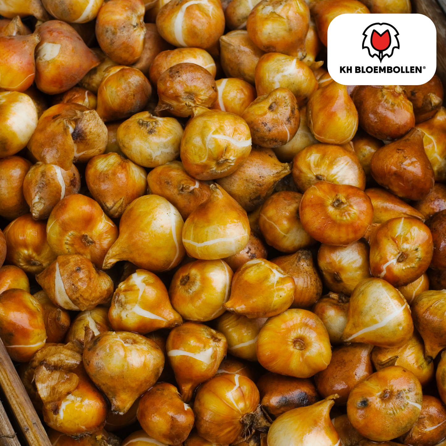 20 Oranje Dafeng Tulpenbollen – Grootbloemig