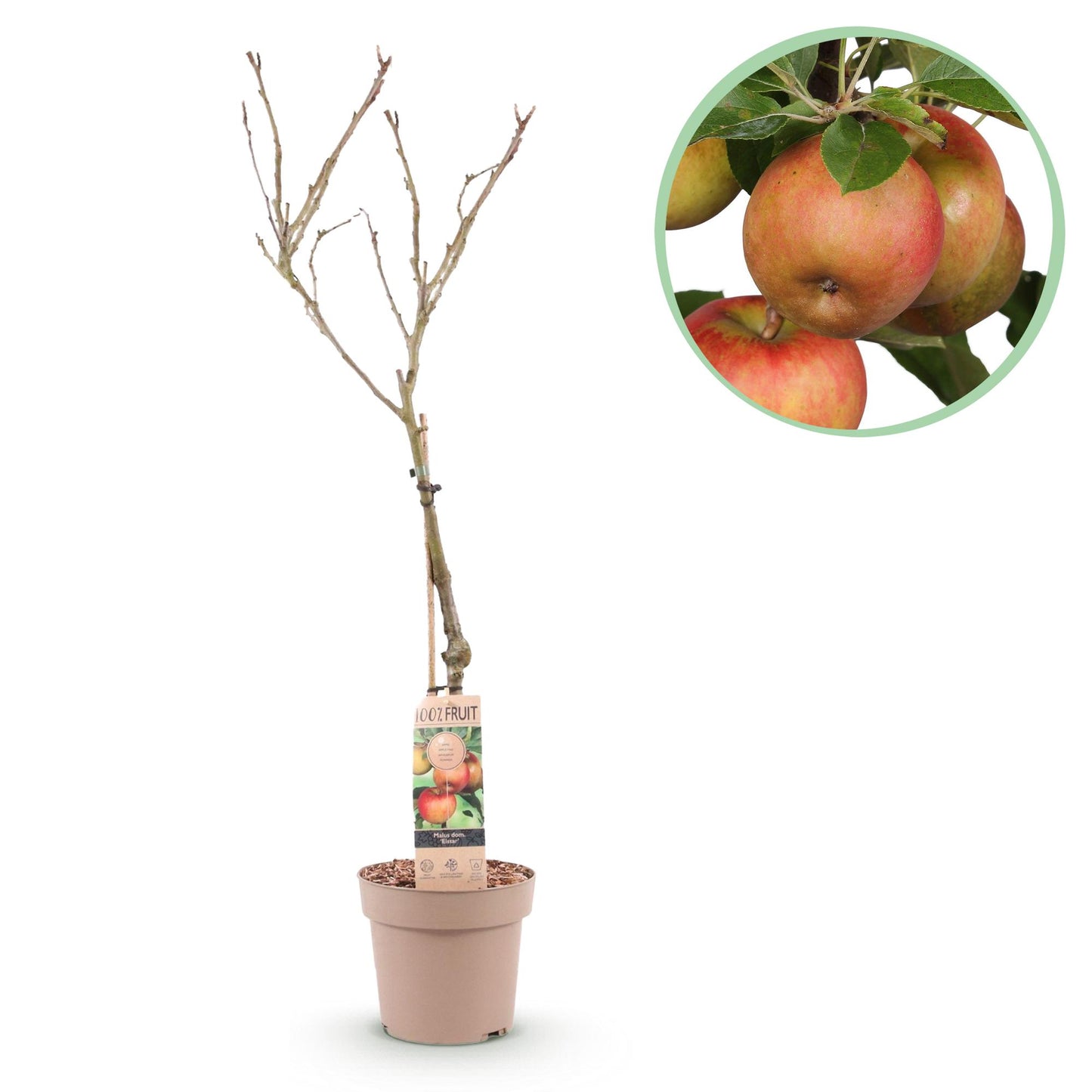 Malus domestica Elstar appelboom voor tuin of balkon, compacte fruitplant