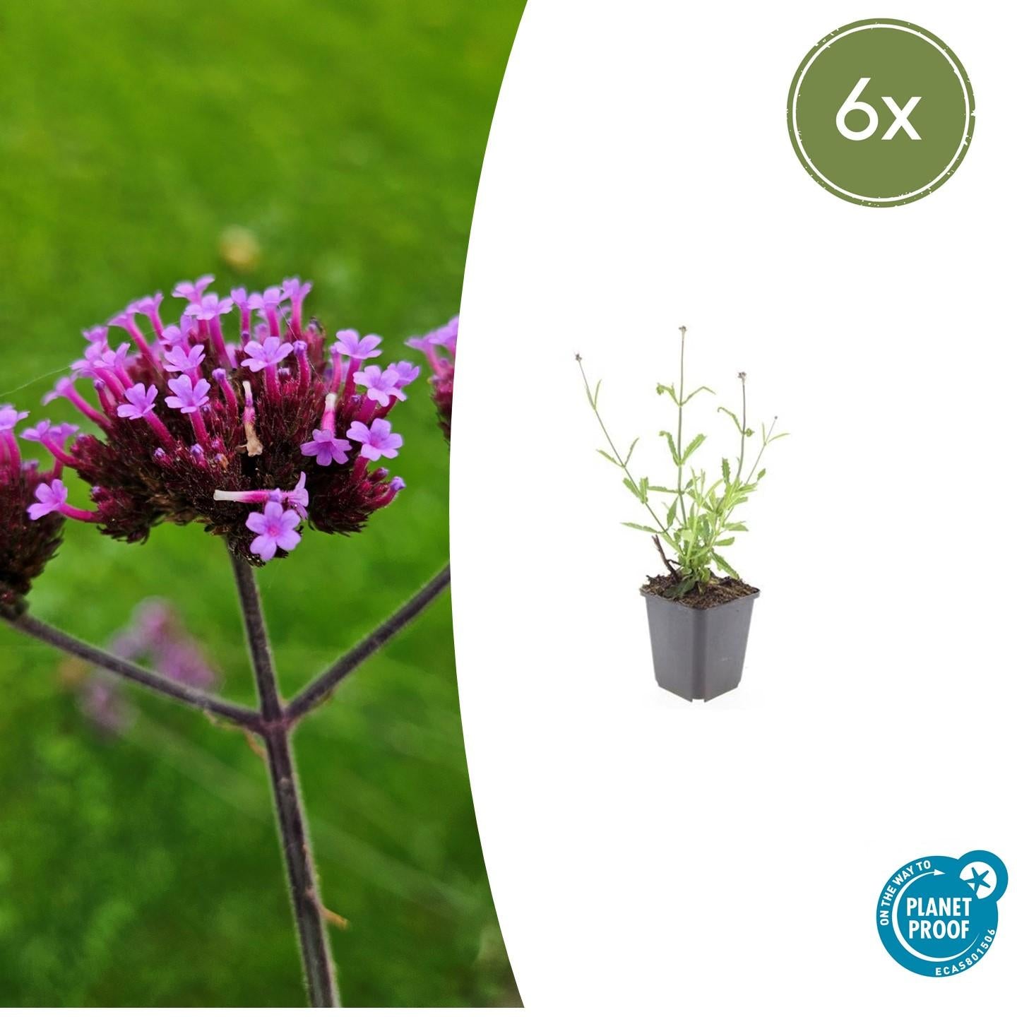 Verbena bonariensis 'Lollipop' met lila-paarse bloemen in tros