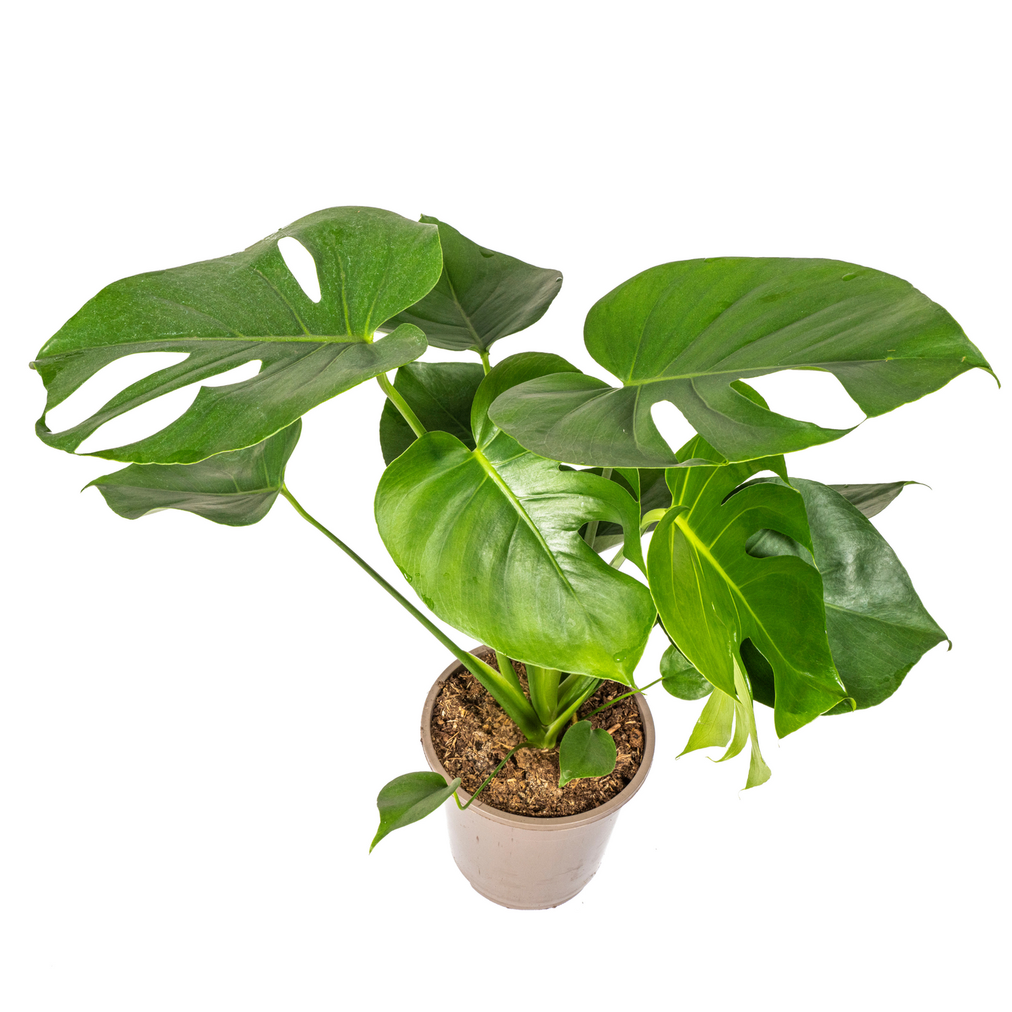 Monstera Deliciosa Tauerii kamerplant Ø19cm, 70-90cm hoog, grote groene bladeren met inkepingen en gaten, tropische klimplant.