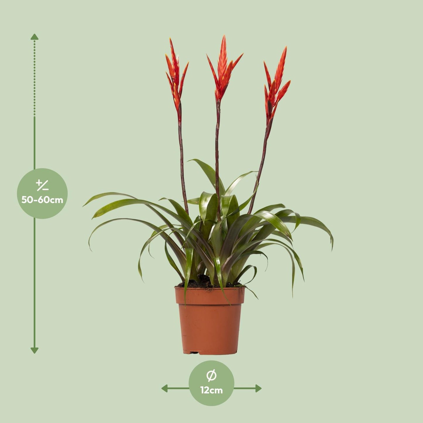 Vriesea Elan Toef kamerplant in pot Ø12cm, ±55cm hoog, met kleurrijke tropische bladeren, geschikt voor halfschaduw, luchtzuiverend en makkelijk te verzorgen.