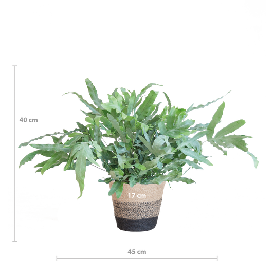 Phlebodium Aureum ‘Blue Star’ – Blauwvaren met grijsgroene bladeren in zwarte jute mand, stijlvolle kamerplant van 40 cm hoog.