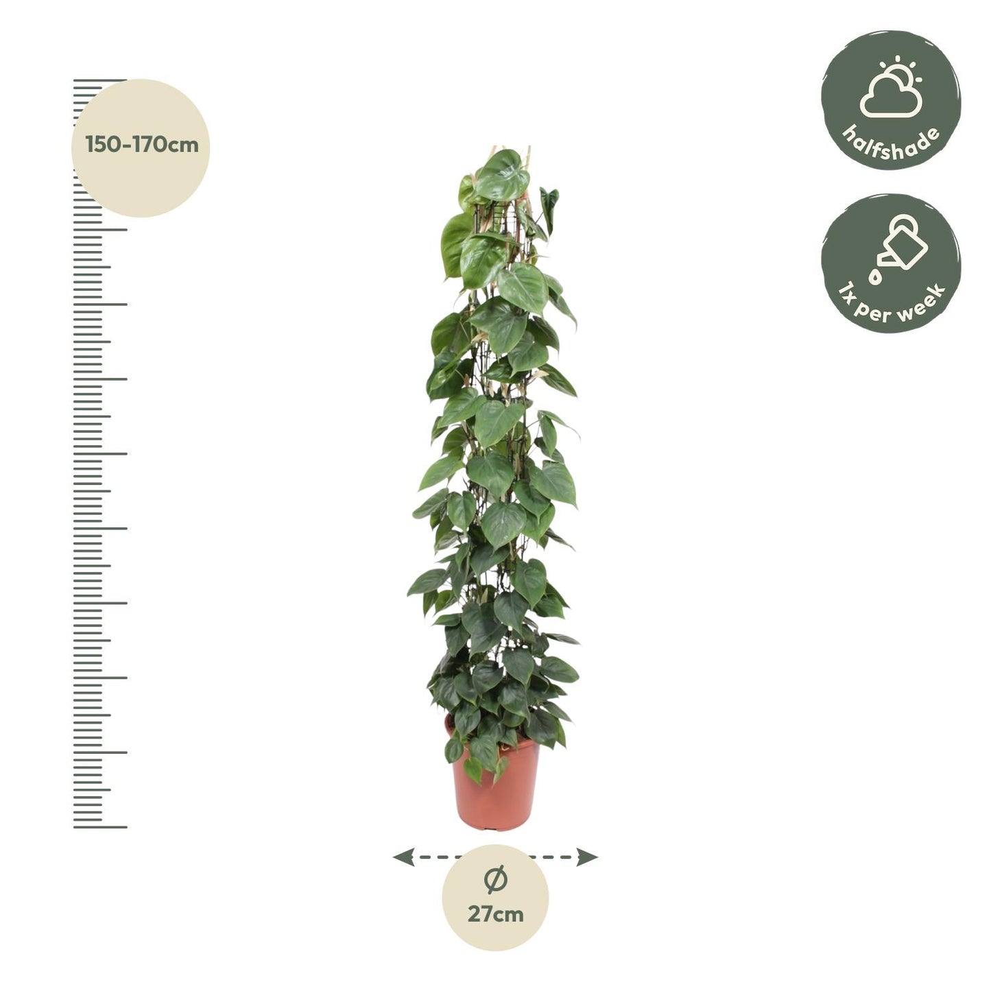 Philodendron Scandens Green Wonder met glanzende hartvormige bladeren en gaasrek, hoogte 160 cm, pot Ø27 cm