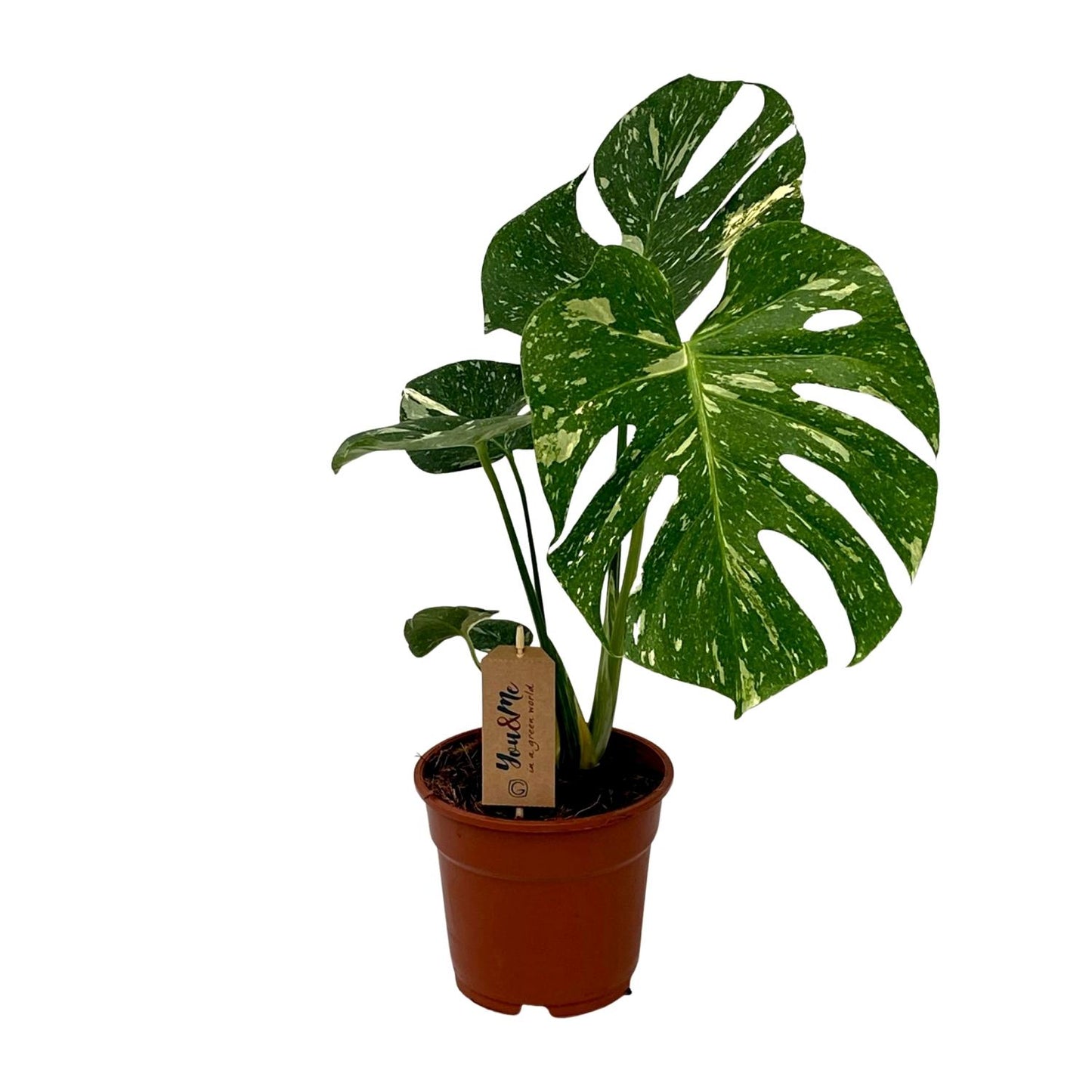"Monstera Deliciosa – Gatenplant in Ø17 cm pot – ca. 50 cm hoog – tropische kamerplant met grote geperforeerde bladeren"