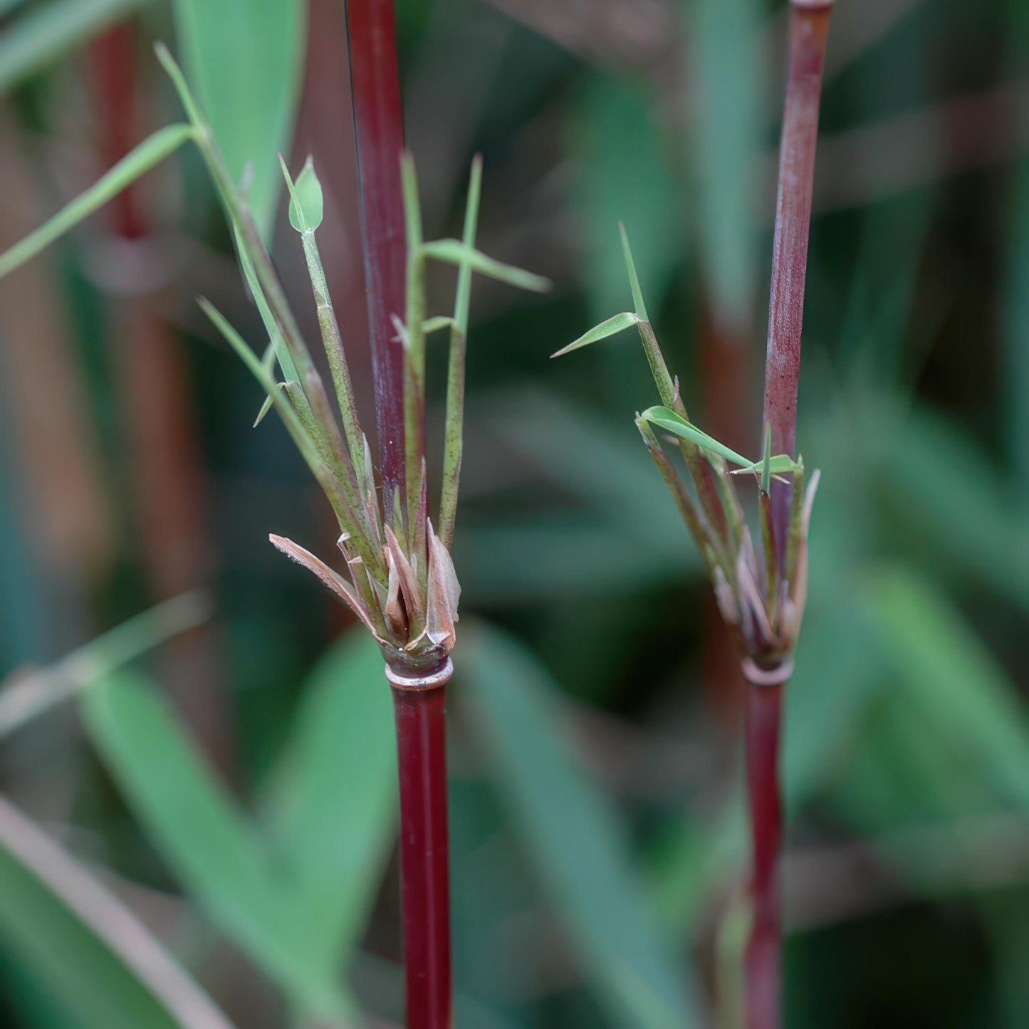 Bamboe Fargesia Red Dragon met rode stelen en groen blad – niet-woekerende, bladhoudende bamboe – geschikt voor haag, border en potten.