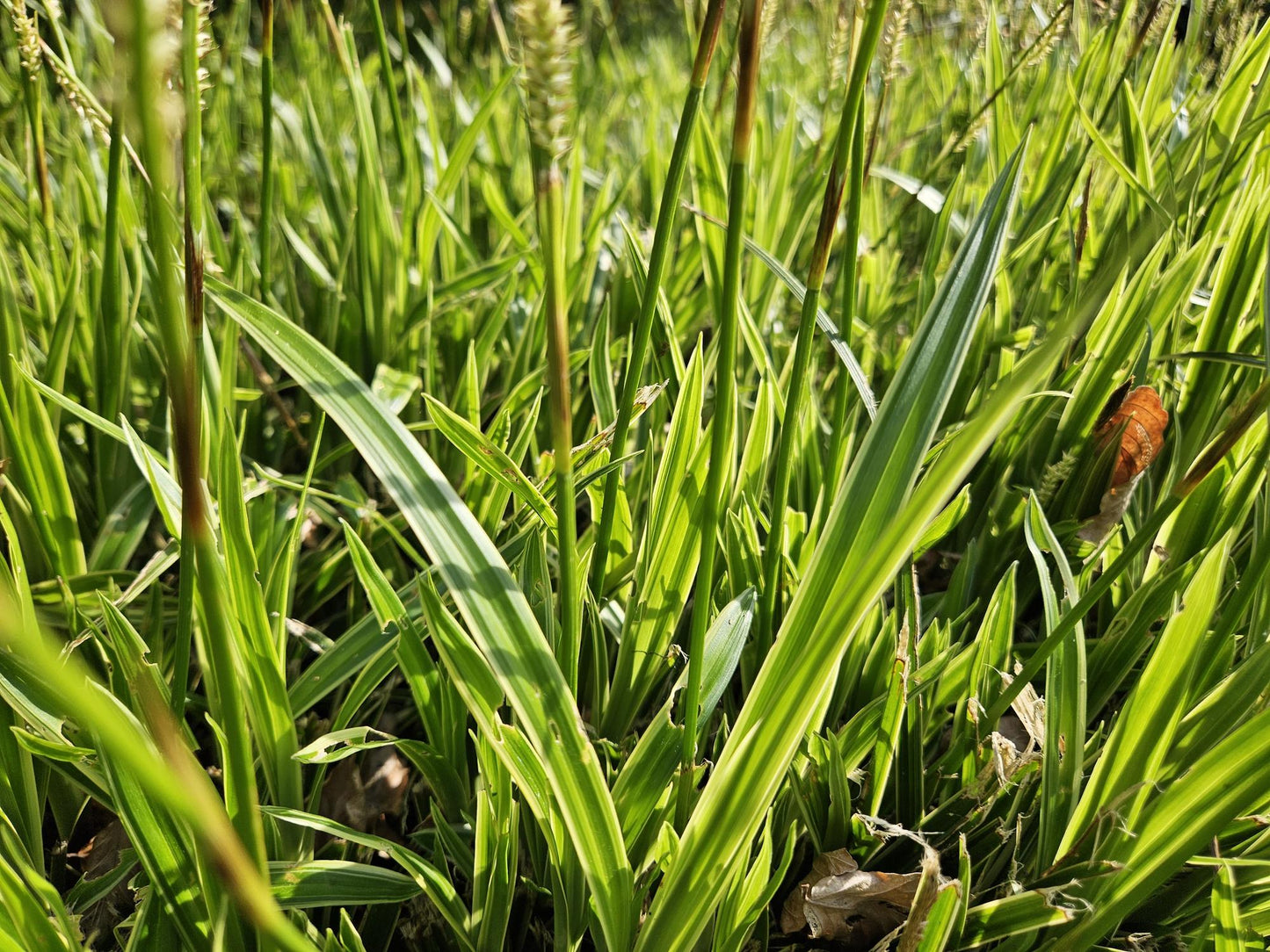 Carex morrowii 'Aureovariegata' | Buitenplant