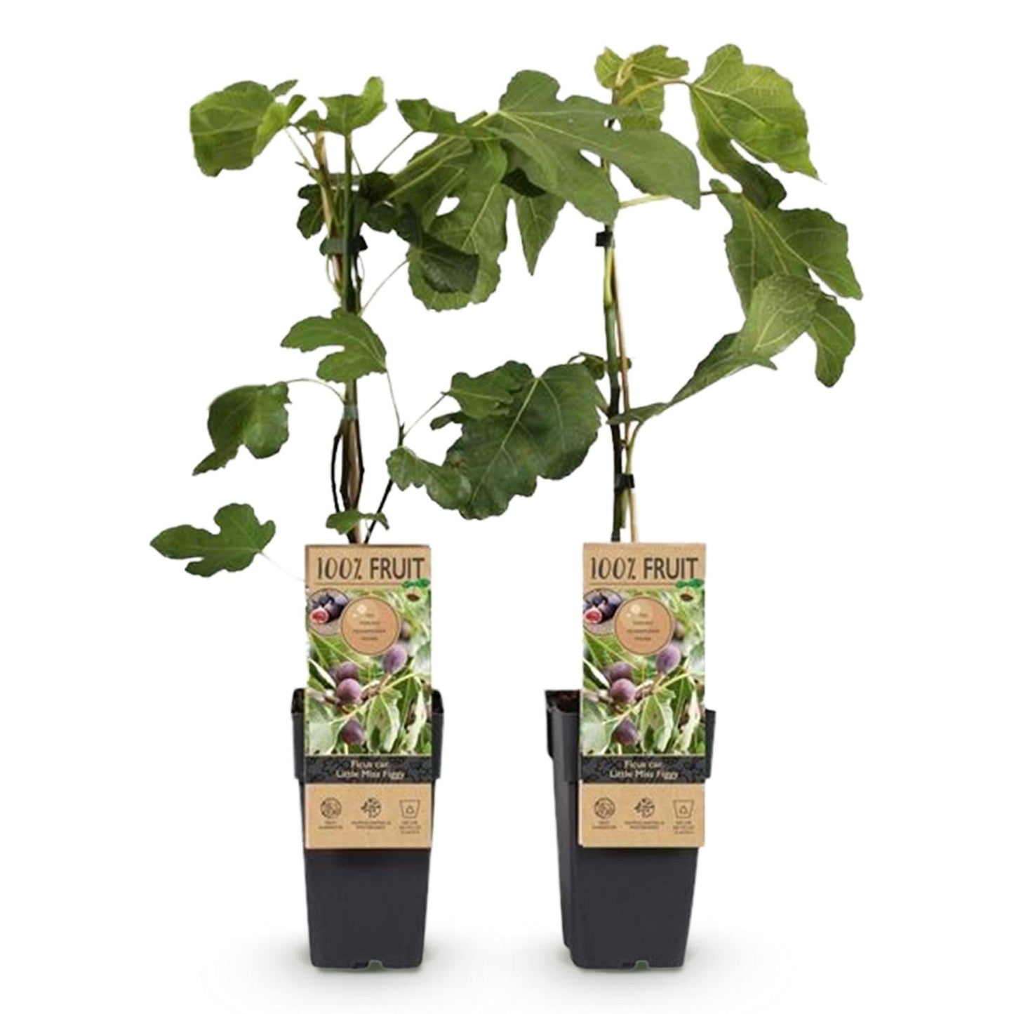 Ficus caria ‘Little Miss Figgy’ – compacte vijgenboom fruitplant, set van 2 planten in pot Ø15cm, hoogte ongeveer 50cm, met rode vruchten.”