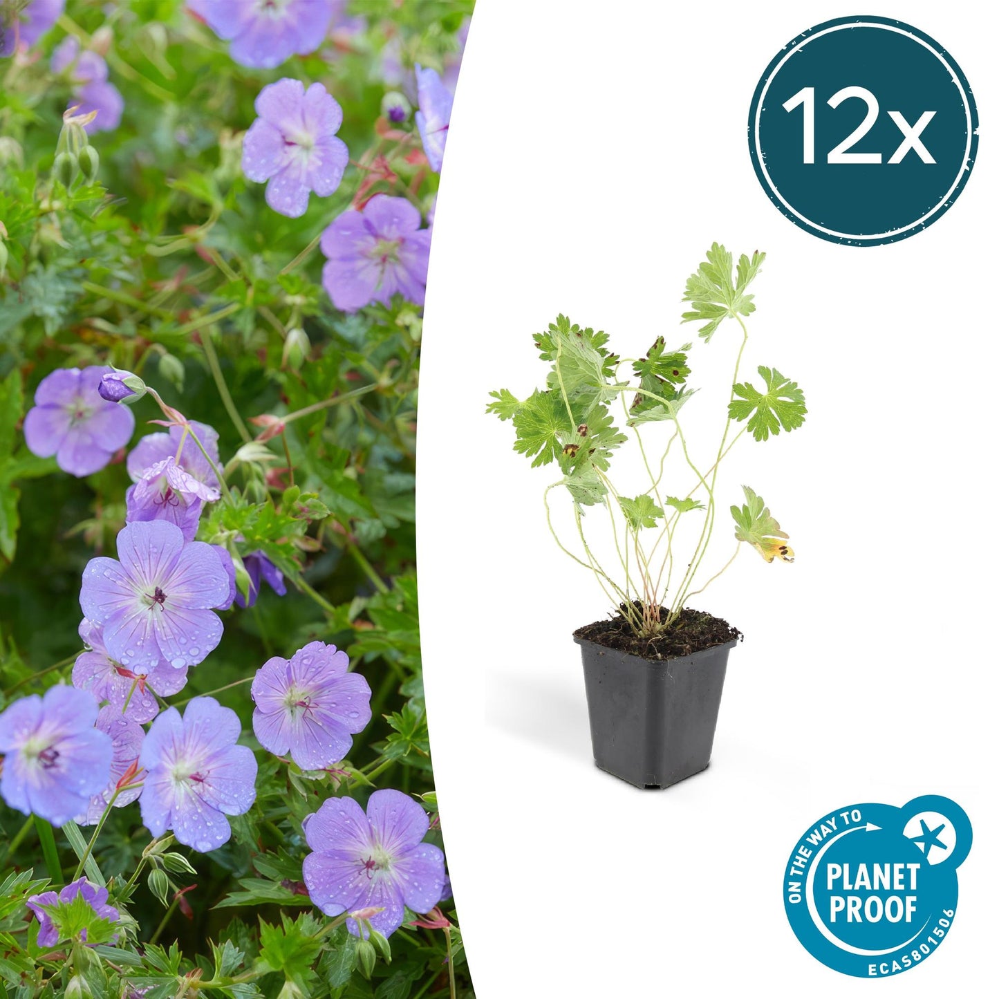 Geranium Rozanne Buitenplant | Ooievaarsbek