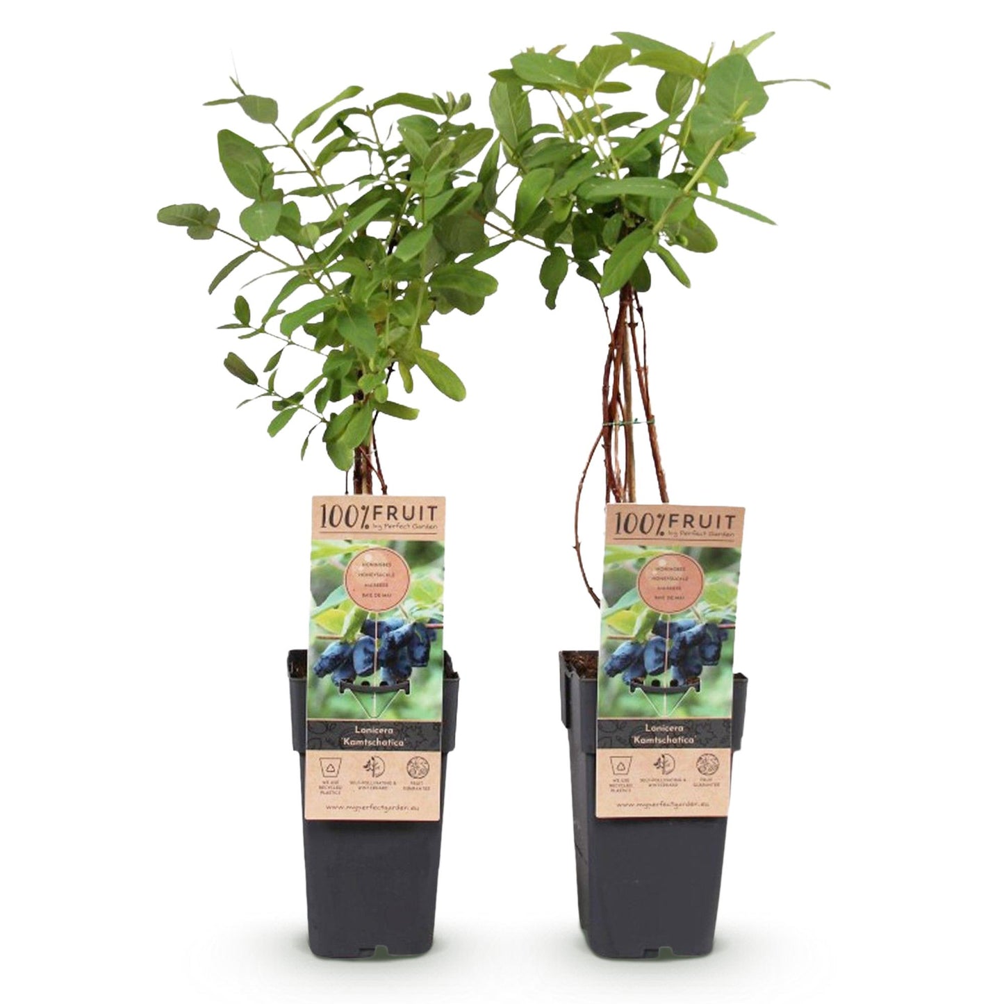 Lonicera caerulea Kamchatika – honingbes superfruitplant, set van 2 planten in pot Ø15cm, hoogte circa 50cm, met blauwe bessen.