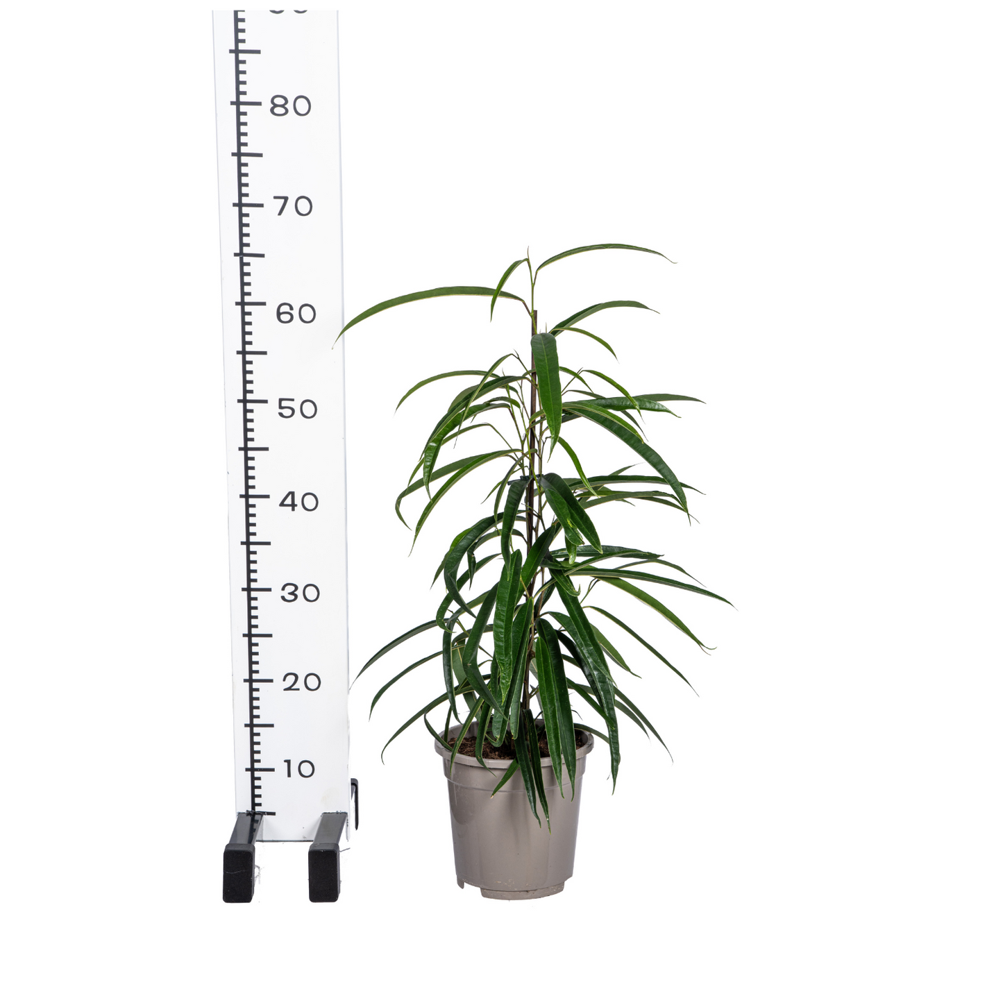 Ficus Binnendijkii Alii | Elegante Kamerplant