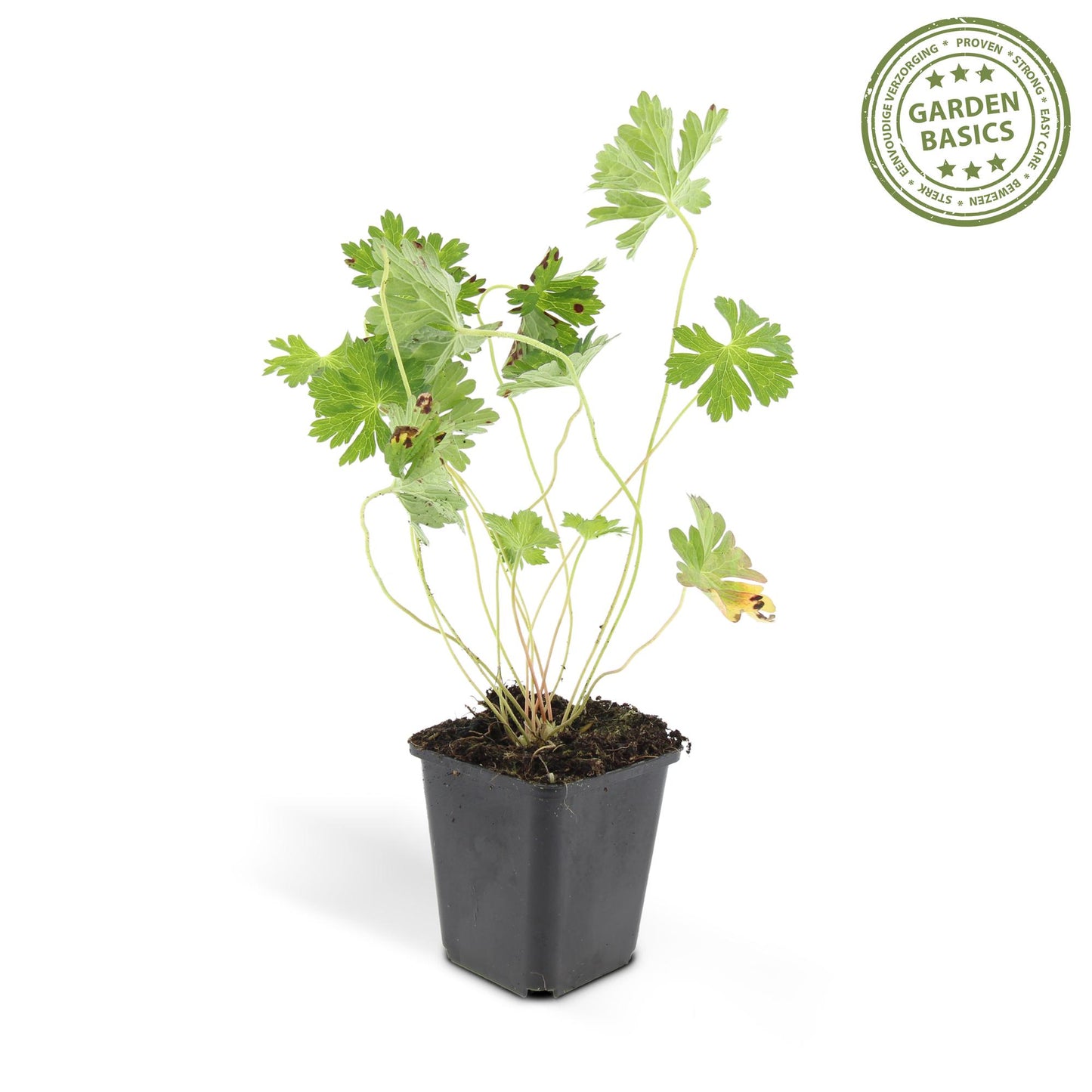 Geranium Rozanne Buitenplant | Ooievaarsbek