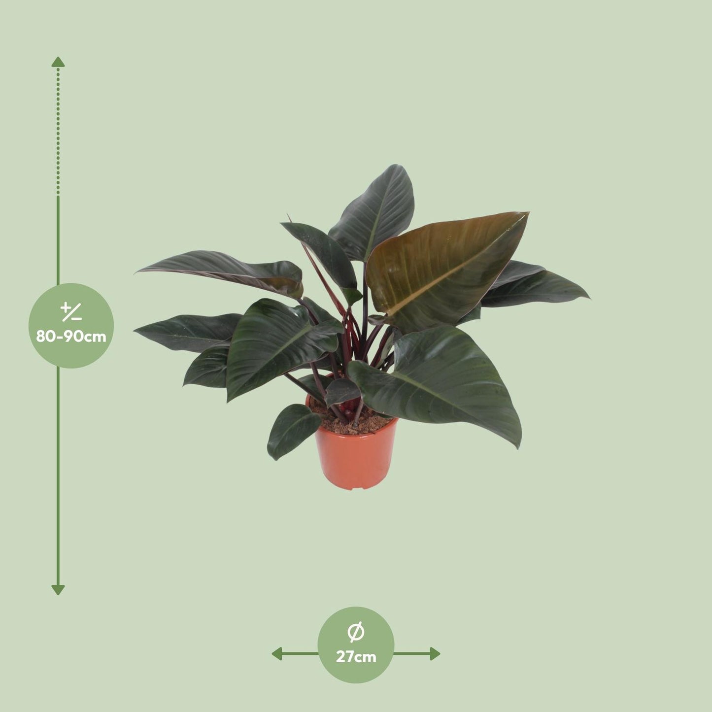 Philodendron Congo Red in potmaat 27 cm – kamerplant met glanzende groene bladeren en rode onderzijden