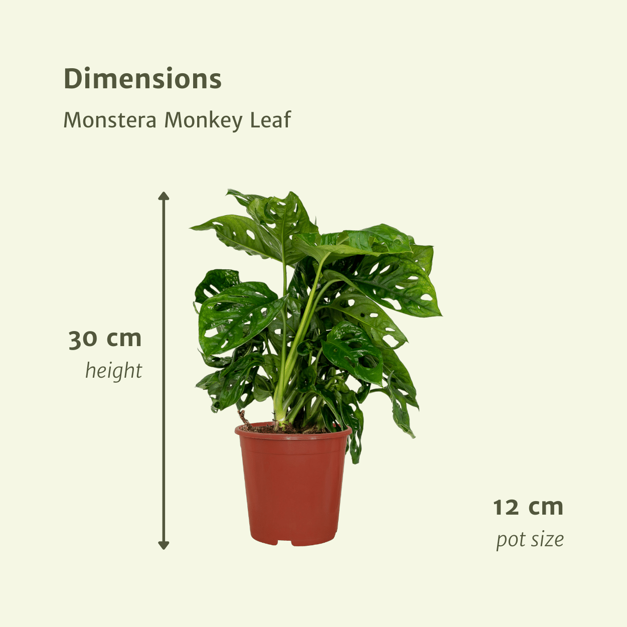 2x Monstera Monkey Leaf (Gatenplant) – kamerplant met unieke gaten en open bladranden – pot Ø12 cm, hoogte ca. 30 cm – onderhoudsvriendelijke binnenplant