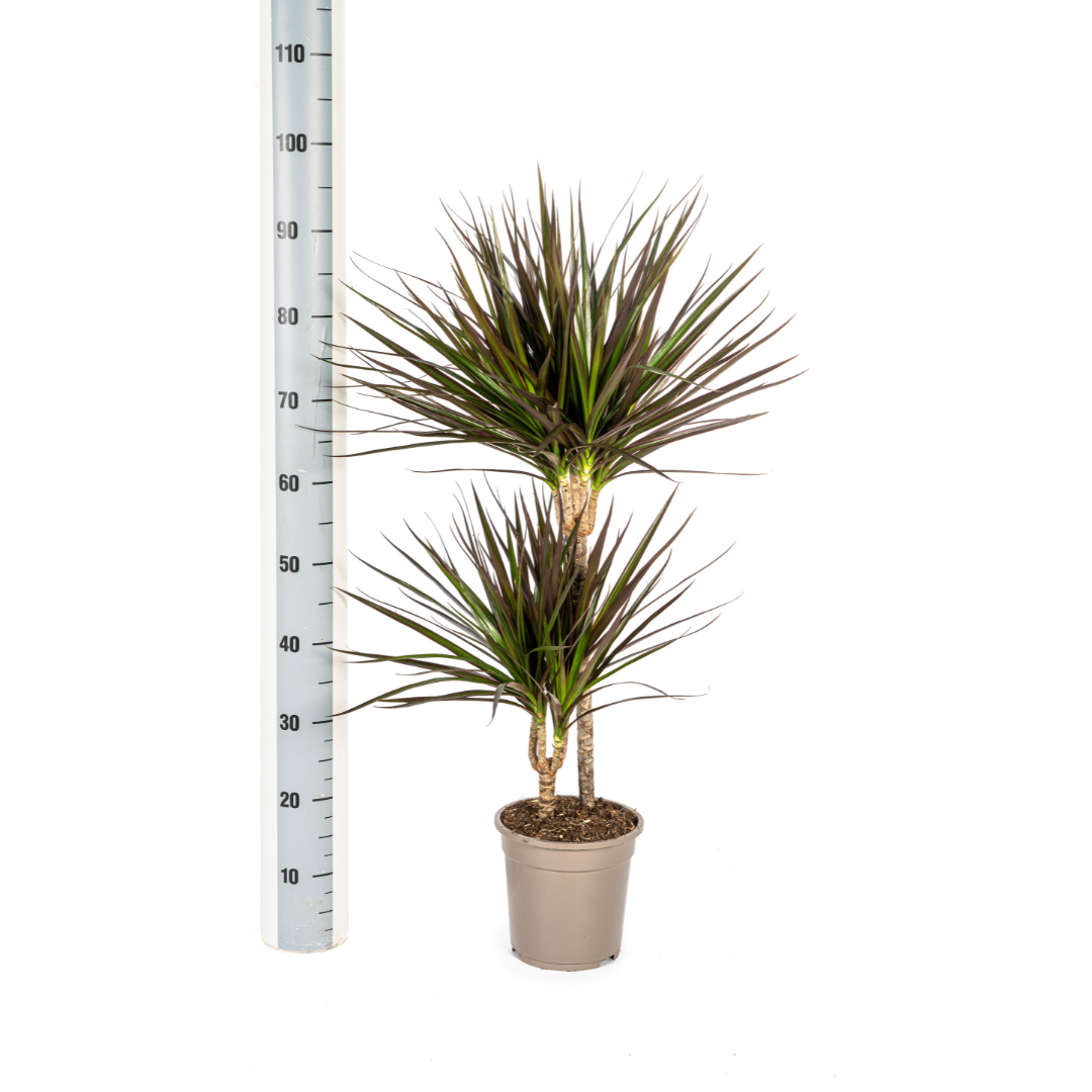 Dracaena Marginata Magenta – Luchtzuiverende Kamerplant