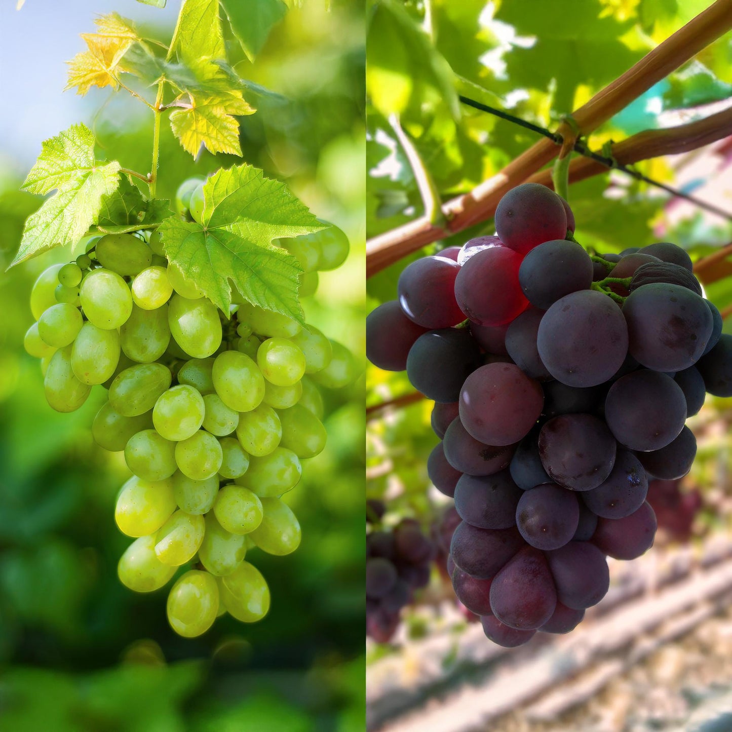 Paarse & Witte Druif - Vitis vinifera Vanessa & Himrod - Pitloos - 2 planten - Pot 15cm Hoogte 50cm