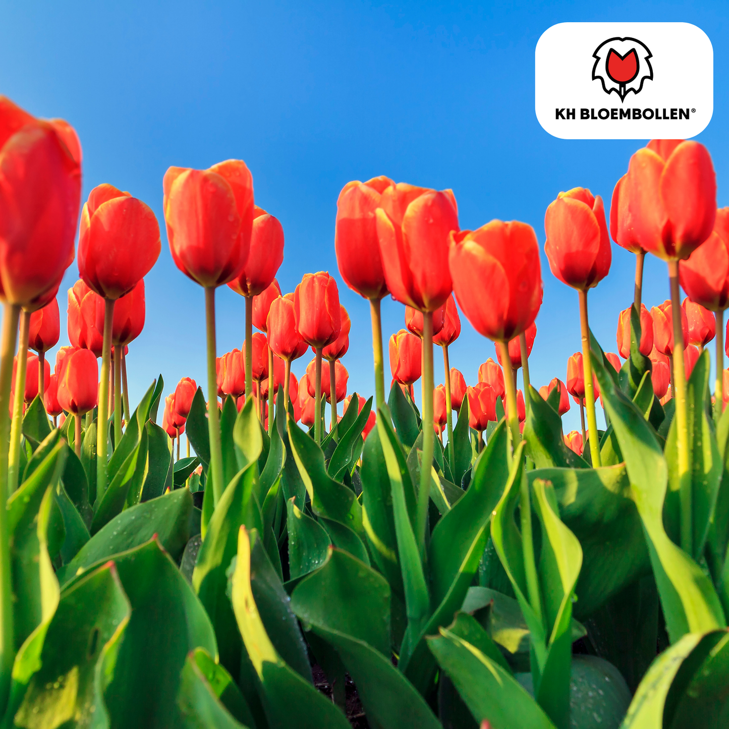 Dafeng tulpenbollen – grootbloemige oranje tulpen in volle bloei