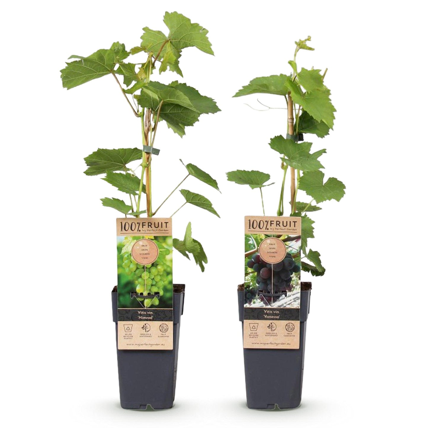 pitloze druiven zonder pit kopen
gezonde fruitplanten webshop
planttoday druivenplanten