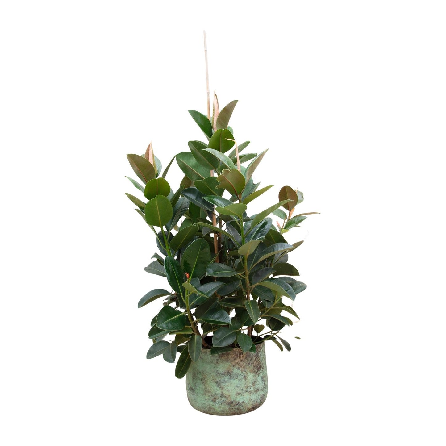 Ficus Robusta vertakte kamerplant – 150 cm hoog, potmaat Ø38, glanzend groene bladeren. Nu ook in Belgie