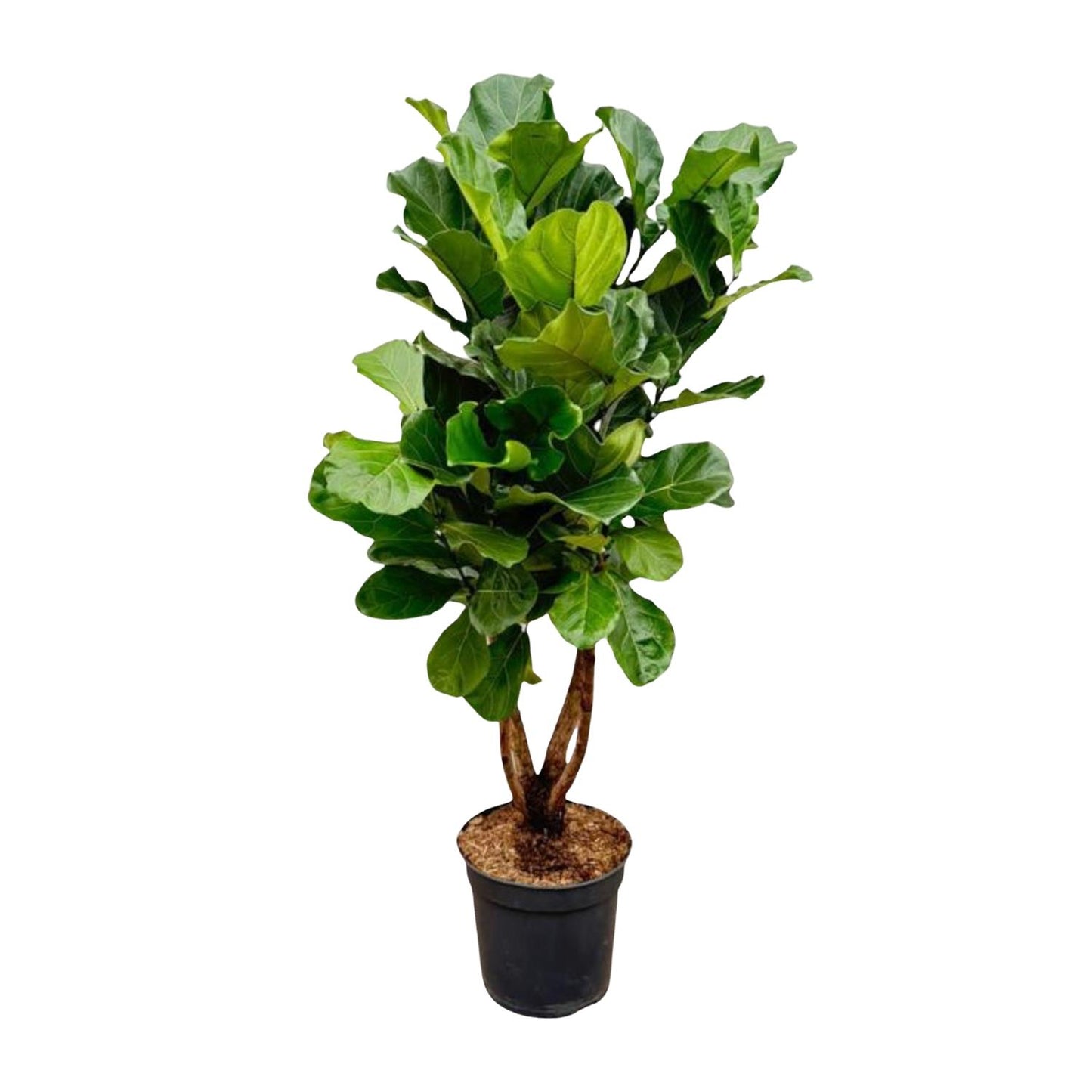 Ficus Lyrata 2 meter – gezonde vertakte stam en donkergroene bladeren