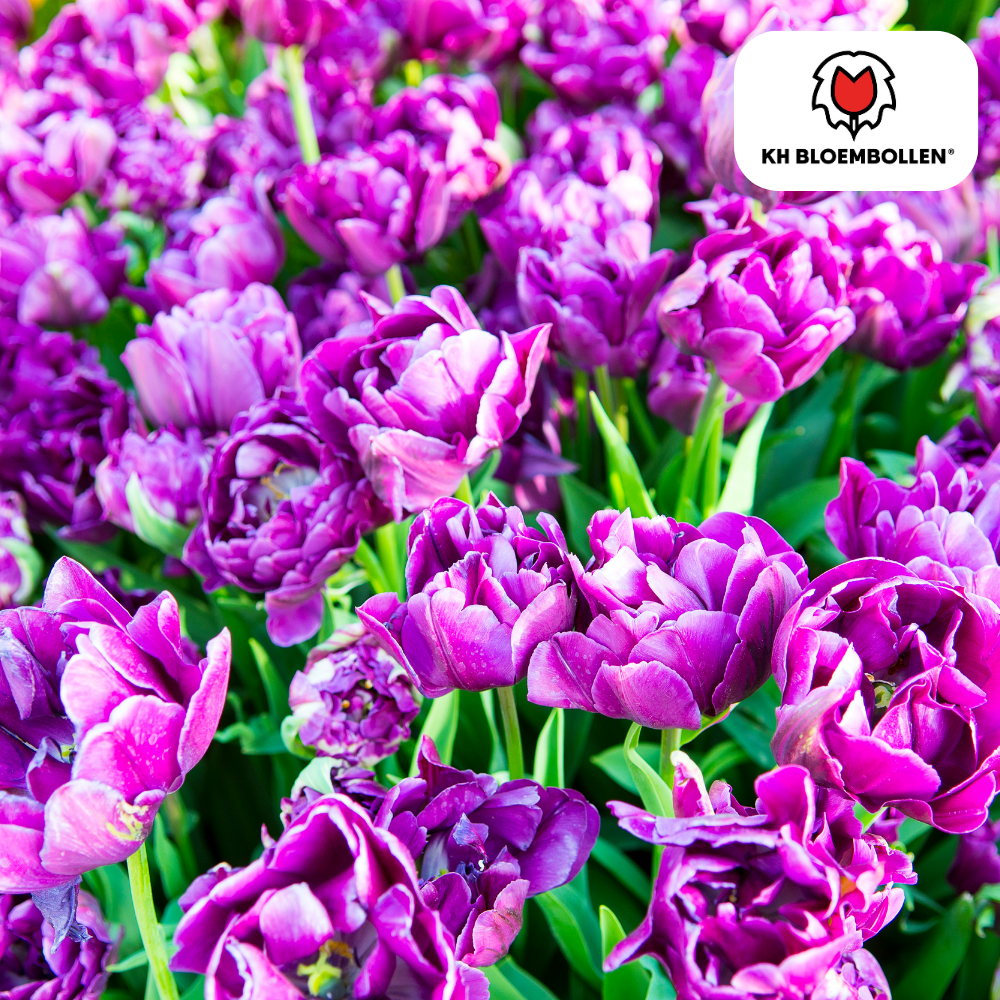 Tulpenbollen Double Flag – paarse dubbelbloemige tulpen, vol en elegant – 20 stuks, maat 11/12, geschikt voor tuin, pot en border – KH Bloembollen®